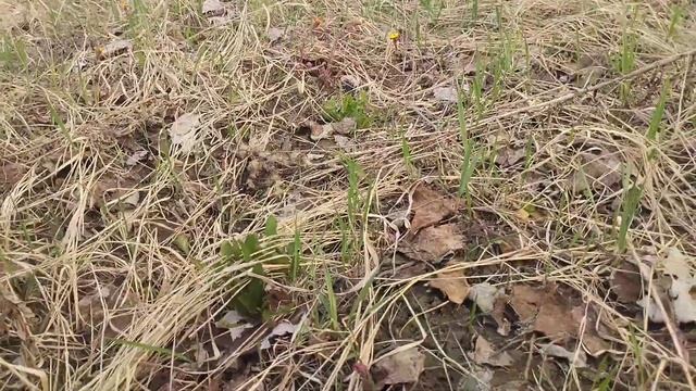 Посев козлятника и всходы на 5.05.2023 на Урале смотреть онлайн