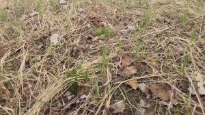 Посев козлятника и всходы на 5.05.2023 на Урале