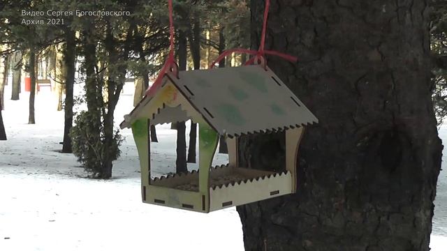 Липецк. Парк Победы (Февраль 2021) смотреть онлайн