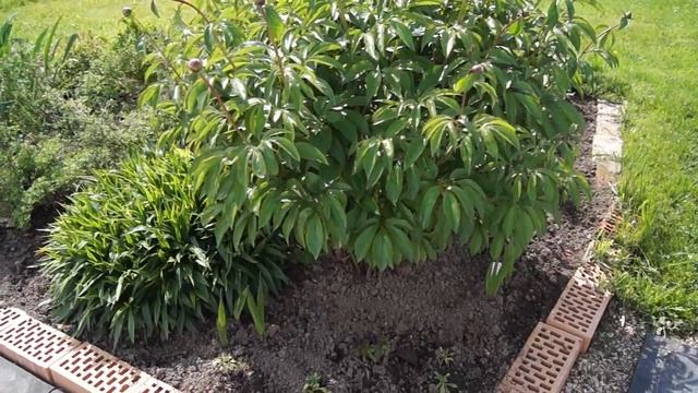 ПОЧЕМУ НЕ ЦВЕТУТ ПИОНЫ ,ПЕРЕСАДКА, ПОДКОРМКА, ПОЛИВ смотреть онлайн