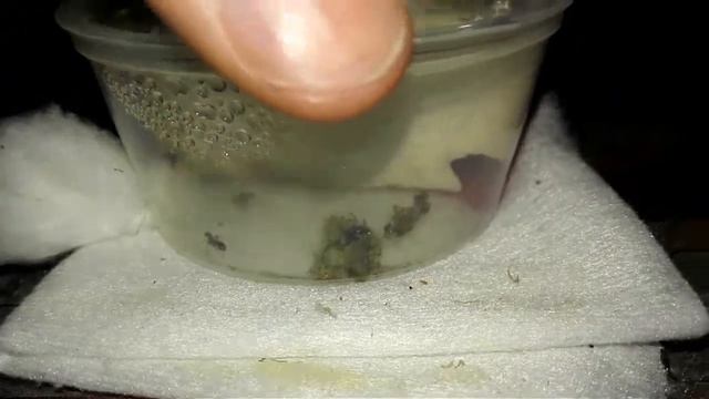 Camponotus Lameerei. Две колонии в разных инкубаторах. смотреть онлайн