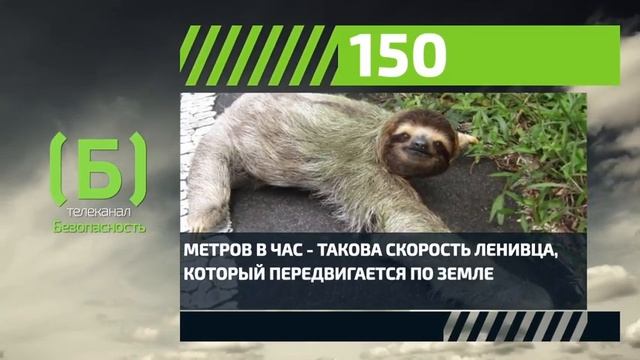Какова скорость ленивца? смотреть онлайн