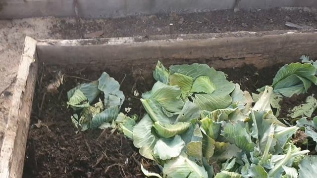 Дача готова к зиме/Наши покупки/? смотреть онлайн