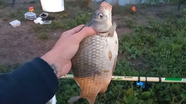Карась на 800г!!! Рыбалка на Артёмовских лугах смотреть онлайн