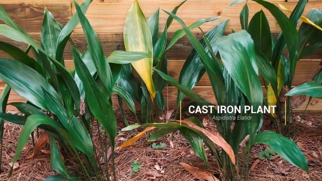 Cast Iron Plant ~ Aspidistra elatior смотреть онлайн