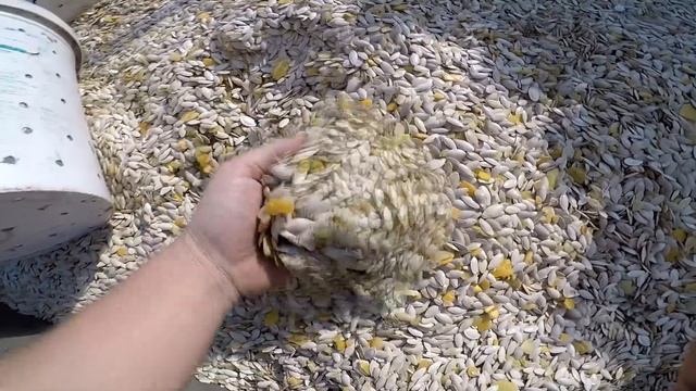 Як я сіяв Китайський Гарбуз смотреть онлайн