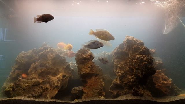 4K Видео, перезапущенный цихлидник, камни Udeco, кормление спирулиной