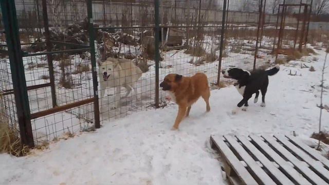 30.01.23. ещё ничто не предвещало...#красоткасохо #утреннееутро смотреть онлайн