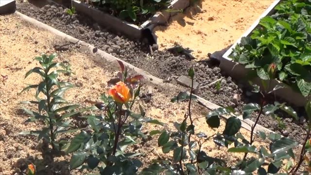 Цветы Радости и Любви