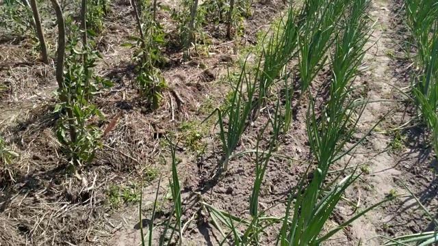 Обзор ОЗИМОГО ЛУКА в июне. смотреть онлайн