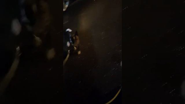 миниатюрный бультерьер питомник 