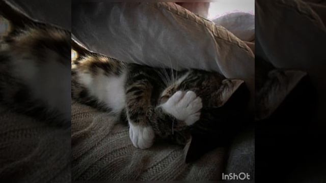 Ложись... Спокойной ночи ? смотреть онлайн