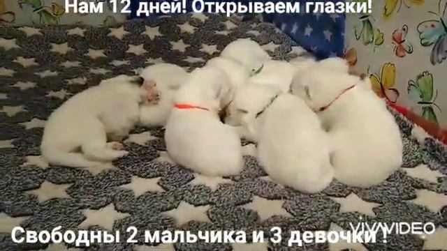 Белые медведи/ 12 дней/открываем глазки смотреть онлайн