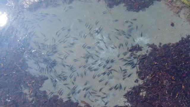 Гора Крузенштерна 2021. Остров Сахалин. смотреть онлайн