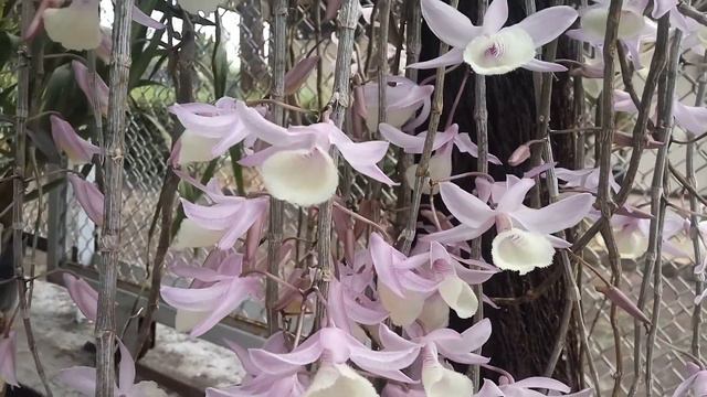 Dendrobium aphyllum смотреть онлайн