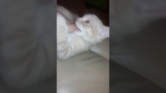 My grumpy blurg.. смотреть онлайн