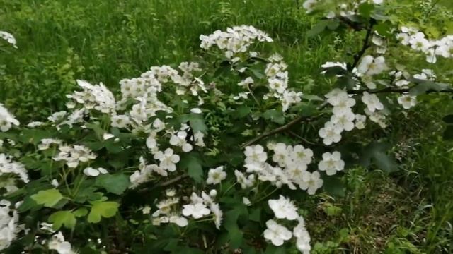 Какие грибы растут в мае. смотреть онлайн