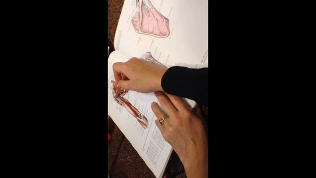Мышцы конечностей (часть1) смотреть онлайн