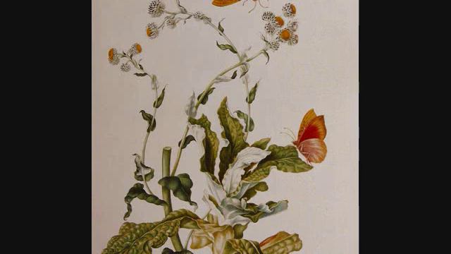 Georg Friedrich Händel, Concerto Grosso Op. 3, no. 2, Maria Sibylla Merian смотреть онлайн