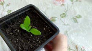 Гвоздика китайская. Пикировка.