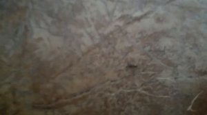 комар танцует брейк-данс, шок, смотреть до конца!