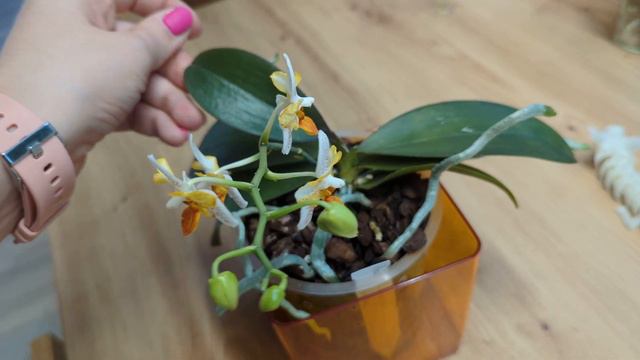 Phal. Mini Mark 'peloric' смотреть онлайн