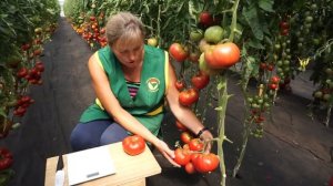 Томат Зимаревский великан (Народное тестирование 2020) - Обзор №4