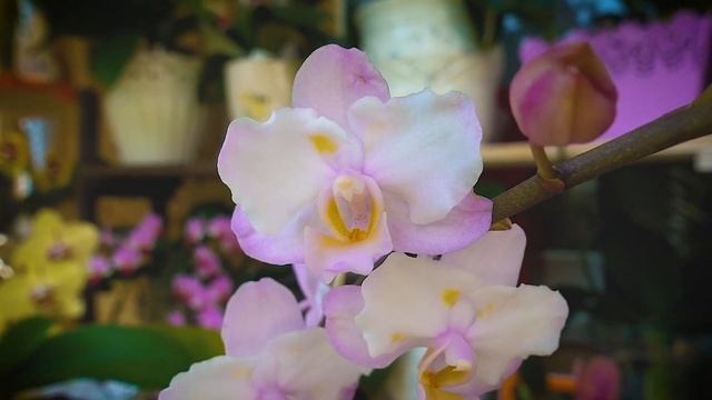 Обзор Doritaenopsis Lius Sakura KF. Домашнее цветение Сакуры. Орхидея Сакура.