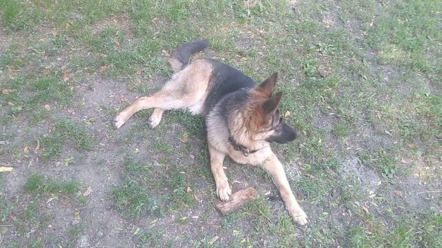 Занятие 1. Лекция про кинологию, что такое команда, восприятие команды собакой. смотреть онлайн