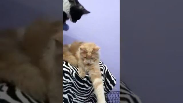 Мейн кун купить котенка смотреть онлайн