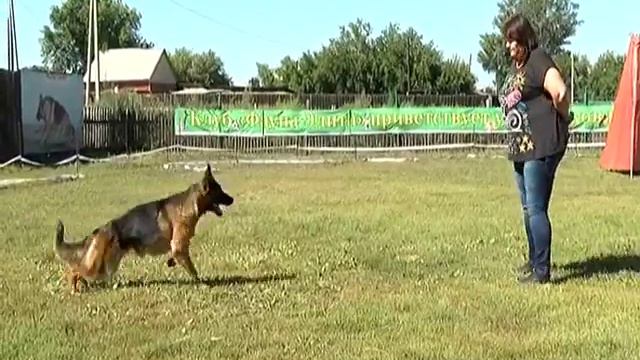 В Хакасии пройдёт выставка собак всех пород смотреть онлайн