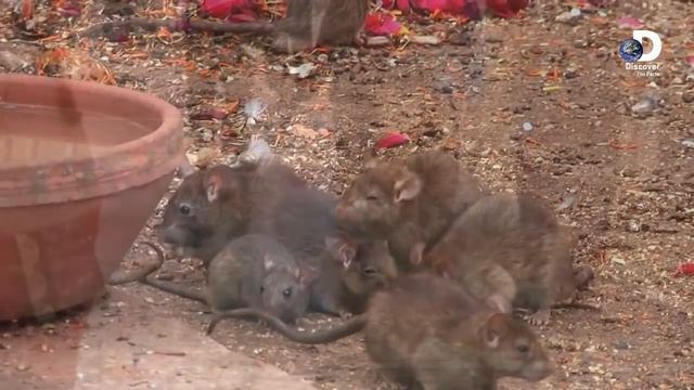 Amazing Temples Of India | History Of Indian Temples In Urdu/Hindi смотреть онлайн