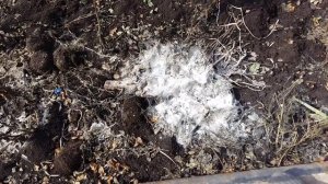 Паутинная плесень на почве, что это такое   и что делать.