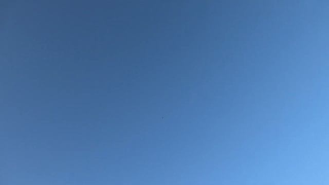 Поймал чужого голубя! Ищем хозяина! смотреть онлайн