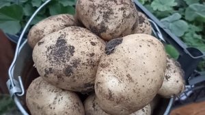 КАРТОФЕЛЬ СЫНОК СОЗДАН ДЛЯ СЕЛФИ))