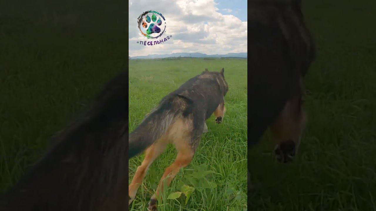 Полевые гонки #shorts смотреть онлайн