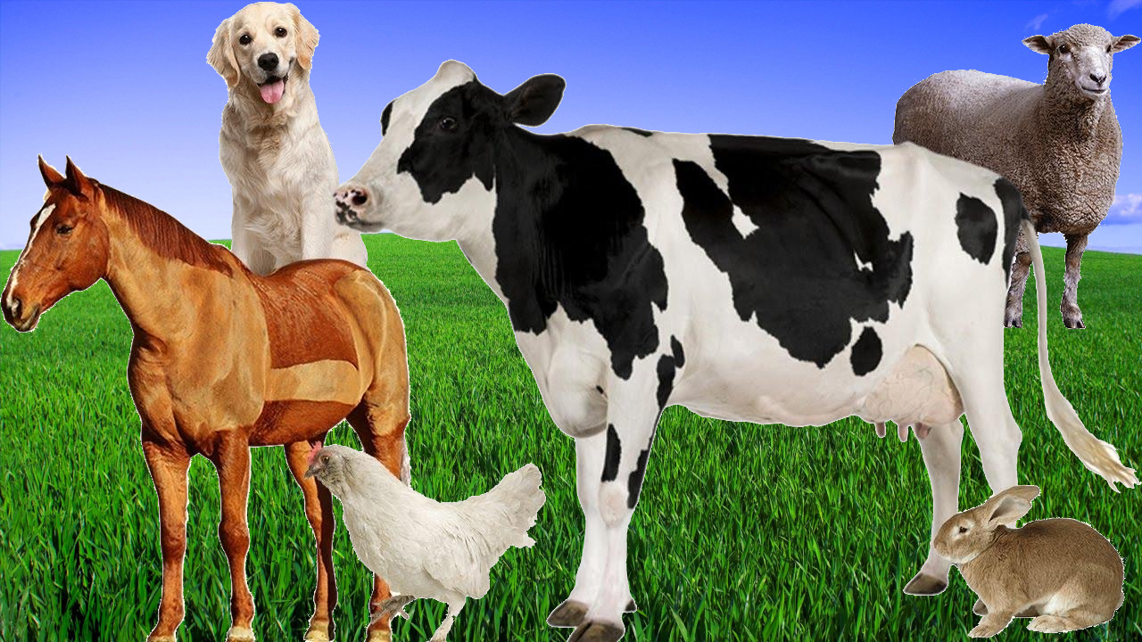 Учим Названия и звуки африканских животных для детьми на английском языке смотреть онлайн