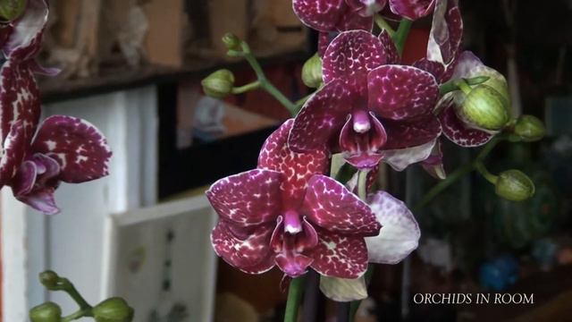 Phalaenopsis Wild Cat смотреть онлайн