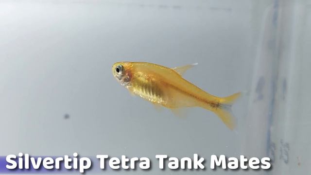 The Silver Tip Tetra: A Peaceful and Active Fish for Your Aquatic Community (Hasemania Nana) смотреть онлайн