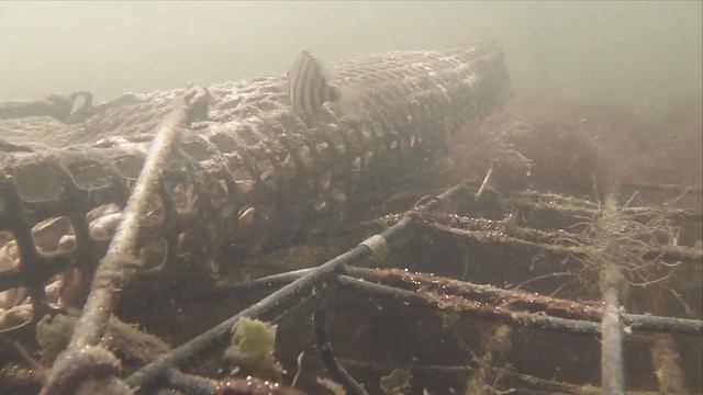 CamDo Solutions Customer Footage: Studying Oyster Farm and Aquatic Wildlife Interaction with Blink смотреть онлайн
