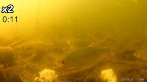 Реакция рыбы на ВАЛЕРЬЯНКУ! Подводные съемки рыбалки. Прикормка с настойкой валерианы. Карась/плотв