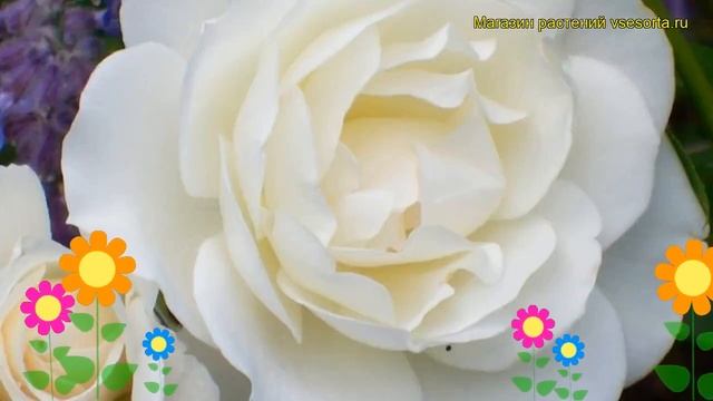 Роза флорибунда Шнеевитхен. Краткий обзор, описание характеристик, где купить саженцы Schneewittche смотреть онлайн