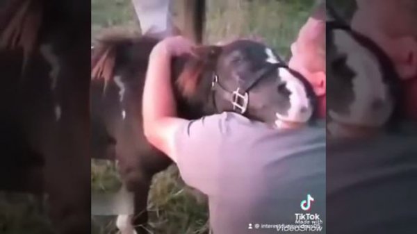 love of animals for people / Любовь животных к людям / Tierliebe für Menschen