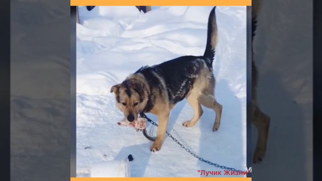 История Лаймы. Безграничная преданность собаки. смотреть онлайн