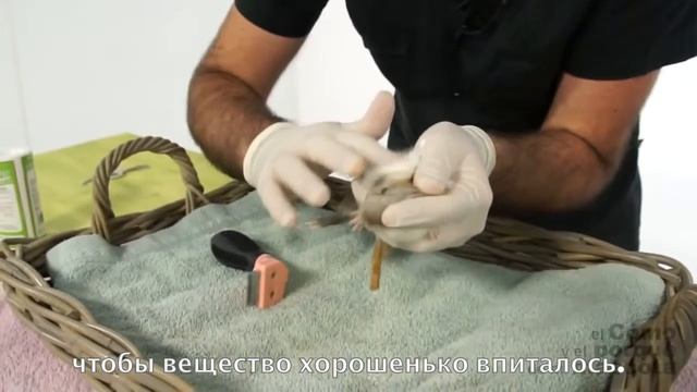 Морские свинки -сухое купание смотреть онлайн