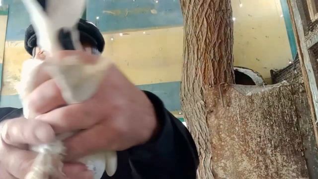 Бухарские Голуби,Ака Расул,(Сарсион)Bukhara Pigeons,Tauben Pigeons!!!