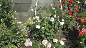 Сад с цветущими розами.Названия сортов роз и комментарии.Июнь 2020