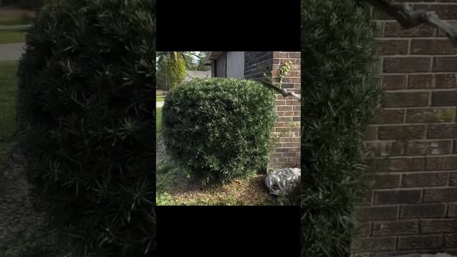 Trimming Hedge in 30 Seconds смотреть онлайн