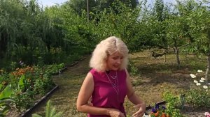 Гелиотроп в ландшафтном дизайне  Какой уход необходим за гелиотропом