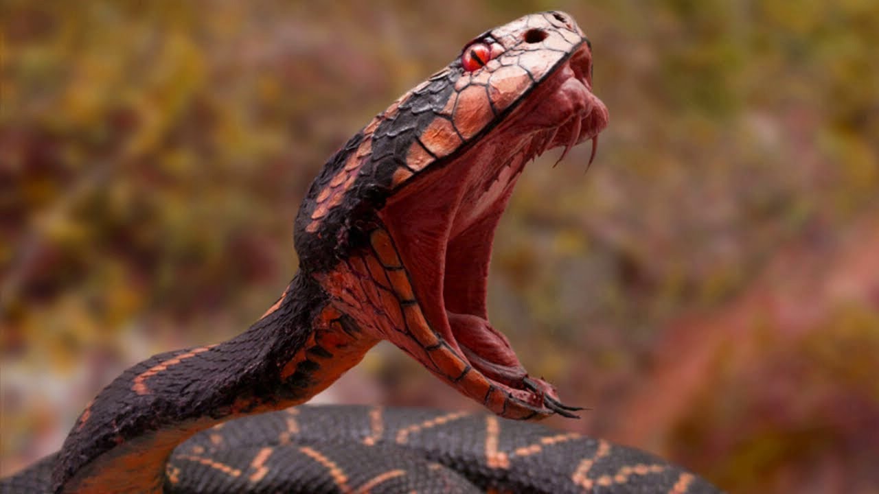 Самые опасные(жуткие) змеи. Часть 2 смотреть онлайн